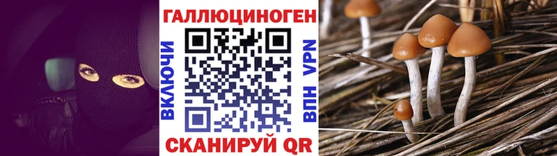 Купить  Красный Кут  Псилоцибиновые грибы GOLDEN TEACHER 